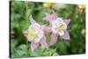 Columbine Flowers, Usa-Lisa S. Engelbrecht-Stretched Canvas