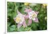 Columbine Flowers, Usa-Lisa S. Engelbrecht-Framed Photographic Print