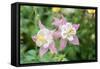 Columbine Flowers, Usa-Lisa S. Engelbrecht-Framed Stretched Canvas