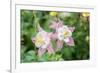 Columbine Flowers, Usa-Lisa S. Engelbrecht-Framed Photographic Print