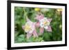 Columbine Flowers, Usa-Lisa S. Engelbrecht-Framed Photographic Print