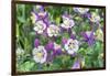 Columbine Flowers, Usa-Lisa S. Engelbrecht-Framed Photographic Print