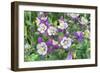 Columbine Flowers, Usa-Lisa S. Engelbrecht-Framed Photographic Print