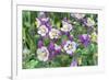 Columbine Flowers, Usa-Lisa S. Engelbrecht-Framed Photographic Print