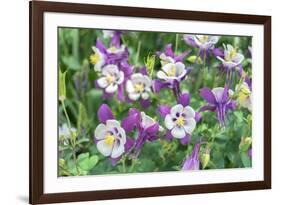 Columbine Flowers, Usa-Lisa S. Engelbrecht-Framed Photographic Print