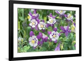 Columbine Flowers, Usa-Lisa S. Engelbrecht-Framed Photographic Print