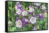 Columbine Flowers, Usa-Lisa S. Engelbrecht-Framed Stretched Canvas