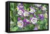 Columbine Flowers, Usa-Lisa S. Engelbrecht-Framed Stretched Canvas