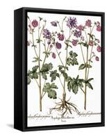 Columbine Flowers-Georgette Douwma-Framed Stretched Canvas