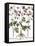 Columbine Flowers-Georgette Douwma-Framed Stretched Canvas