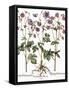 Columbine Flowers-Georgette Douwma-Framed Stretched Canvas