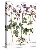 Columbine Flowers-Georgette Douwma-Stretched Canvas