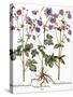 Columbine Flowers-Georgette Douwma-Stretched Canvas