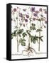 Columbine Flowers-Georgette Douwma-Framed Stretched Canvas