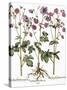 Columbine Flowers-Georgette Douwma-Stretched Canvas