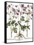 Columbine Flowers-Georgette Douwma-Framed Stretched Canvas