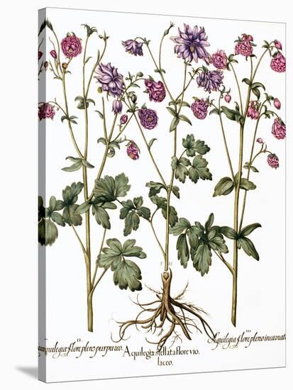 Columbine Flowers-Georgette Douwma-Stretched Canvas