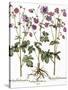 Columbine Flowers-Georgette Douwma-Stretched Canvas