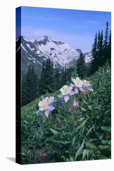 Columbine Flowers-DLILLC-Stretched Canvas