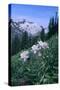 Columbine Flowers-DLILLC-Stretched Canvas