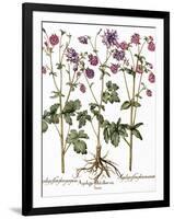 Columbine Flowers-Georgette Douwma-Framed Photographic Print