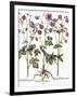 Columbine Flowers-Georgette Douwma-Framed Photographic Print
