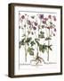 Columbine Flowers-Georgette Douwma-Framed Photographic Print