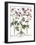 Columbine Flowers-Georgette Douwma-Framed Photographic Print