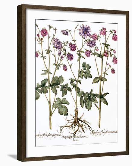 Columbine Flowers-Georgette Douwma-Framed Photographic Print