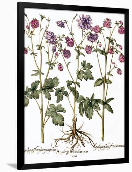 Columbine Flowers-Georgette Douwma-Framed Photographic Print