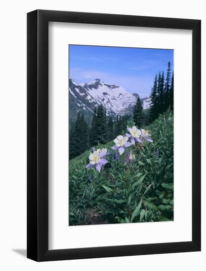 Columbine Flowers-DLILLC-Framed Photographic Print