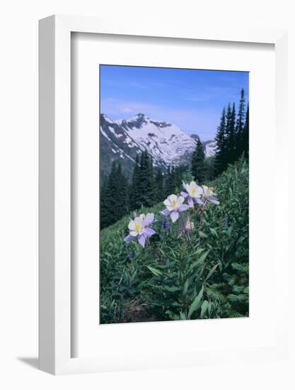 Columbine Flowers-DLILLC-Framed Photographic Print