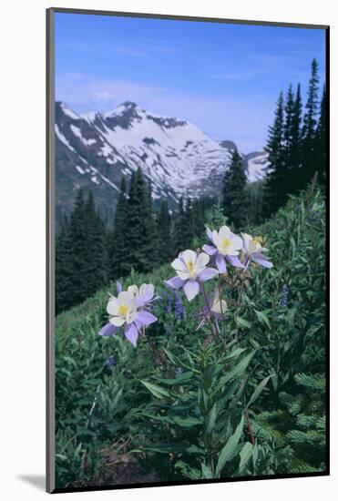 Columbine Flowers-DLILLC-Mounted Photographic Print