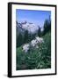 Columbine Flowers-DLILLC-Framed Photographic Print