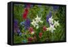 Columbine, Indian Paintbrush, Bluebells, and Lupine, Utah-Howie Garber-Framed Stretched Canvas