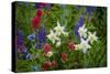 Columbine, Indian Paintbrush, Bluebells, and Lupine, Utah-Howie Garber-Stretched Canvas