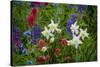 Columbine, Indian Paintbrush, Bluebells, and Lupine, Utah-Howie Garber-Stretched Canvas