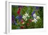 Columbine, Indian Paintbrush, Bluebells, and Lupine, Utah-Howie Garber-Framed Photographic Print