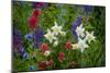 Columbine, Indian Paintbrush, Bluebells, and Lupine, Utah-Howie Garber-Mounted Photographic Print
