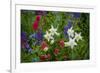 Columbine, Indian Paintbrush, Bluebells, and Lupine, Utah-Howie Garber-Framed Photographic Print