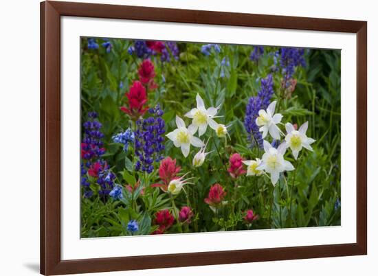 Columbine, Indian Paintbrush, Bluebells, and Lupine, Utah-Howie Garber-Framed Photographic Print