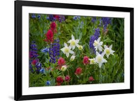 Columbine, Indian Paintbrush, Bluebells, and Lupine, Utah-Howie Garber-Framed Photographic Print