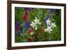 Columbine, Indian Paintbrush, Bluebells, and Lupine, Utah-Howie Garber-Framed Photographic Print