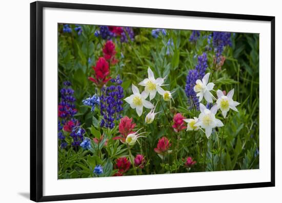 Columbine, Indian Paintbrush, Bluebells, and Lupine, Utah-Howie Garber-Framed Photographic Print