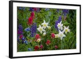 Columbine, Indian Paintbrush, Bluebells, and Lupine, Utah-Howie Garber-Framed Photographic Print