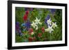 Columbine, Indian Paintbrush, Bluebells, and Lupine, Utah-Howie Garber-Framed Photographic Print