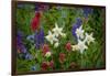 Columbine, Indian Paintbrush, Bluebells, and Lupine, Utah-Howie Garber-Framed Photographic Print