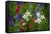 Columbine, Indian Paintbrush, Bluebells, and Lupine, Utah-Howie Garber-Framed Stretched Canvas