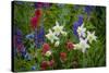 Columbine, Indian Paintbrush, Bluebells, and Lupine, Utah-Howie Garber-Stretched Canvas