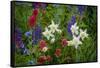 Columbine, Indian Paintbrush, Bluebells, and Lupine, Utah-Howie Garber-Framed Stretched Canvas